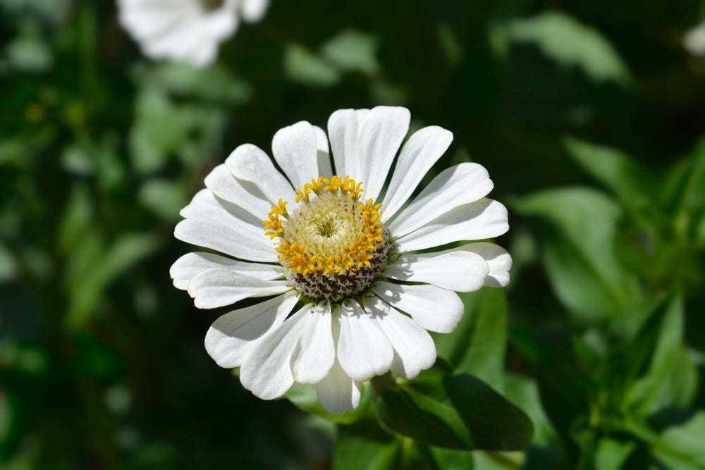 All Zinnia Flower Seeds