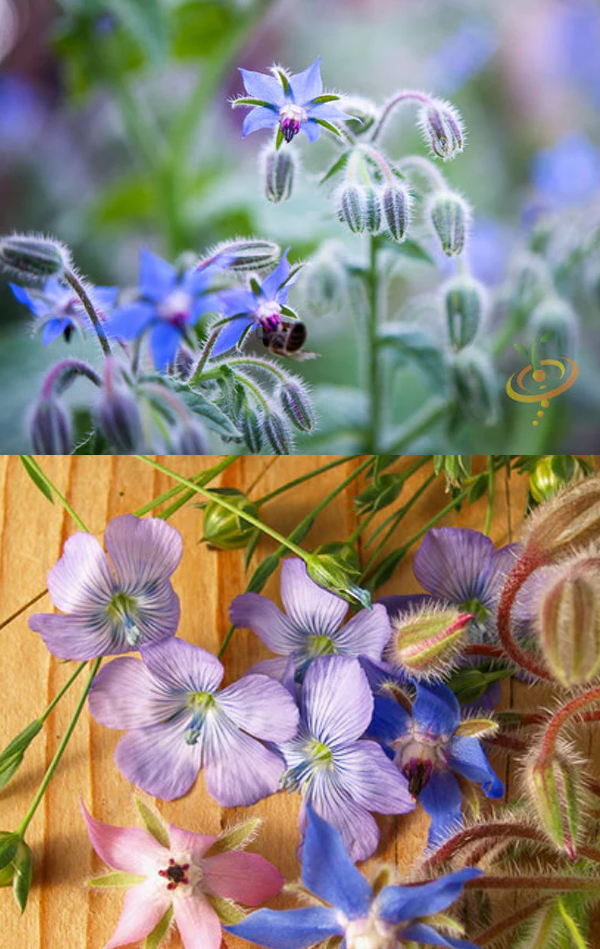 All Borage Herb (Starflower) Seeds