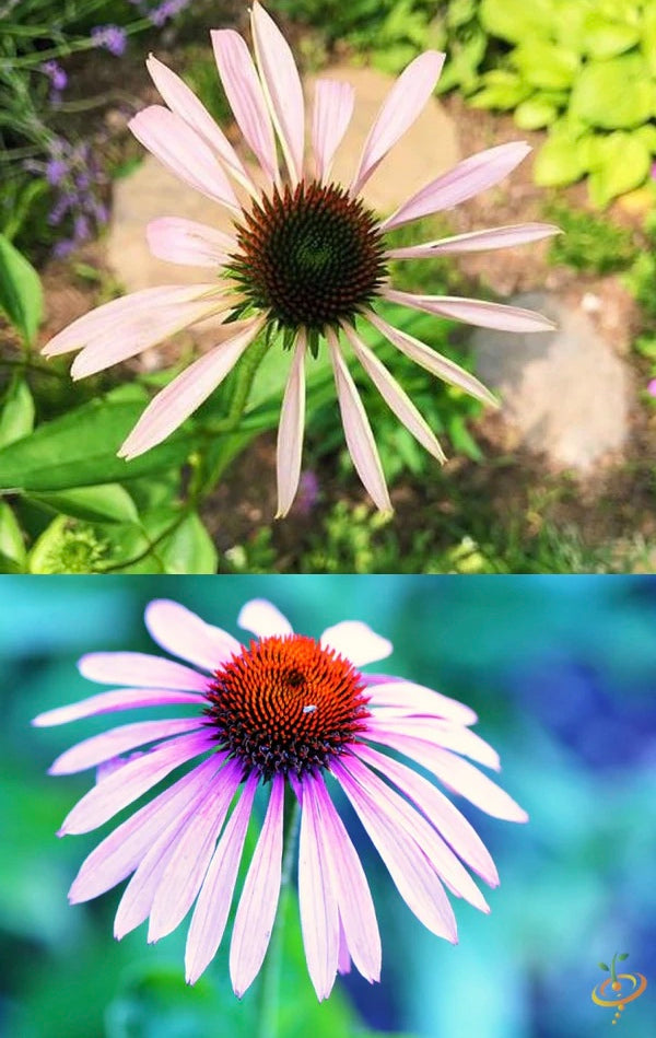 All Coneflowers (Echinacea)