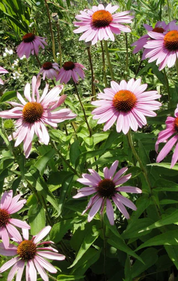 All Echinacea Herb Seeds