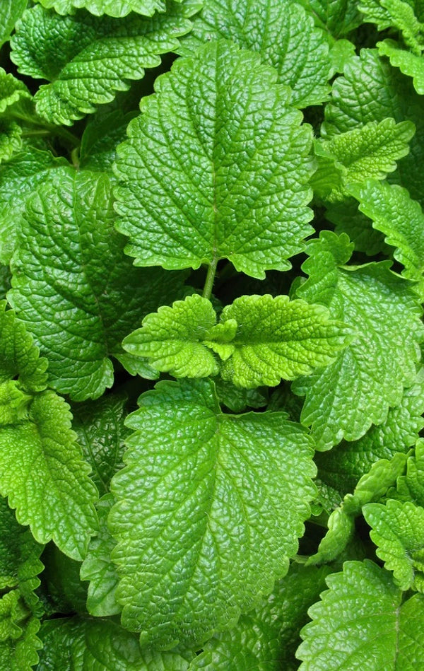 All Lemon Balm Herb Seeds