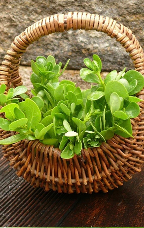 All Purslane (Portulaca oleracea) Seeds