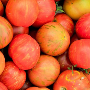 Close-up of Tigerella indeterminate tomato seeds from SeedsNow, showcasing the seeds' shape and coloration.