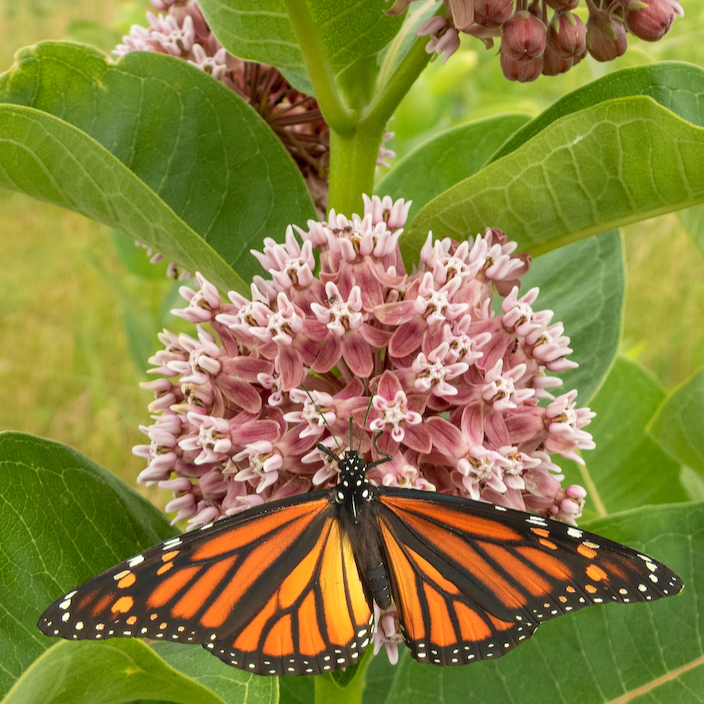 Milkweed, Common Flowers