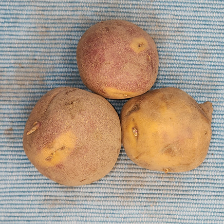 Organic early-season Cheshire potato seed from SeedsNow-Potatoes, showing round, fresh Cheshire potato seed tubers.