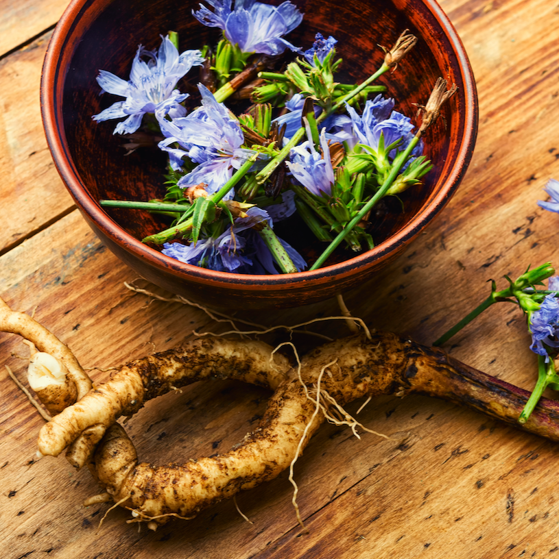 Chicory - Common seeds