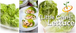 Image of a Little Gem lettuce seedling in a garden starter kit from Free, part of the all-in-1 seed starter kit.