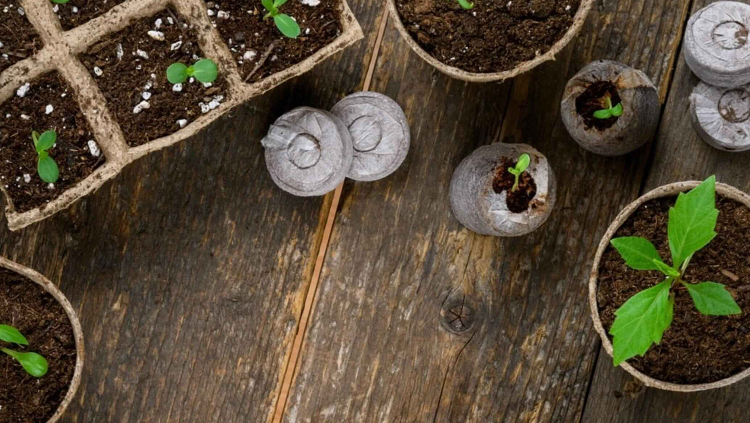 All-in-1 seed starter kit with organic soil, seeds, plant labels, and grow guides for indoor gardening