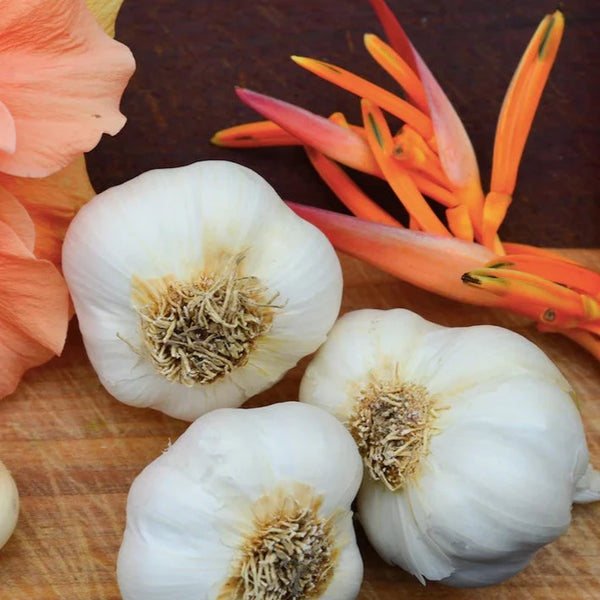 Garlic - (Soft Neck) California Early (Organic) - SeedsNow.com