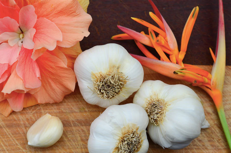 Garlic - (Soft Neck) California Early (Organic) - SeedsNow.com