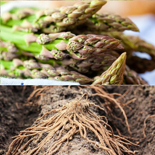Organic Jersey Knight asparagus roots with healthy green crowns, ready for planting in a garden.