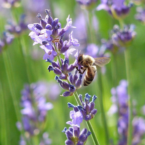 Close-up of vibrant purple Lavender Vera flowers from Lavandula angustifolia plant