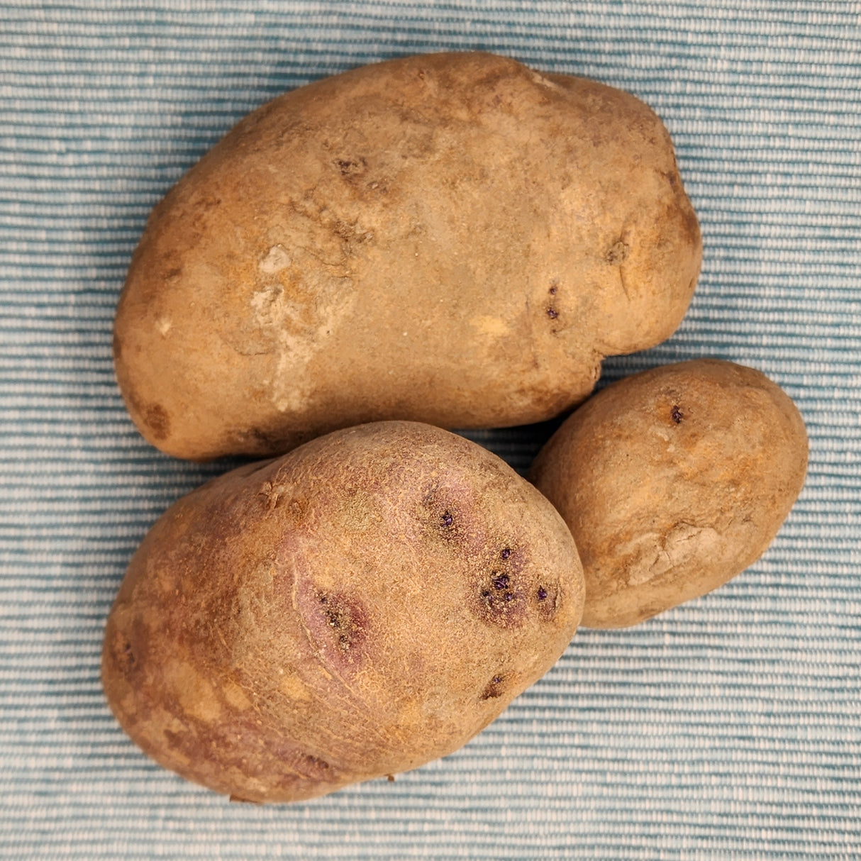 Potato (Early-Season) - Caribe (Organic rounds)