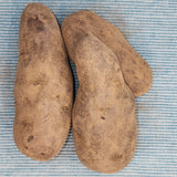 Potato, Fingerling (Late-Season) - Purple Peruvian *pre-order*