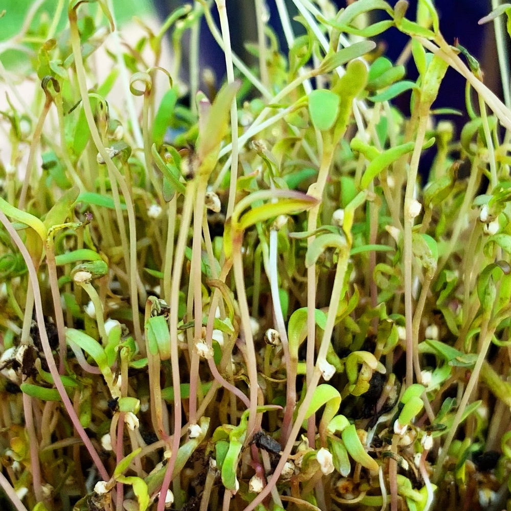 Sprouts/Microgreens - Quinoa seeds