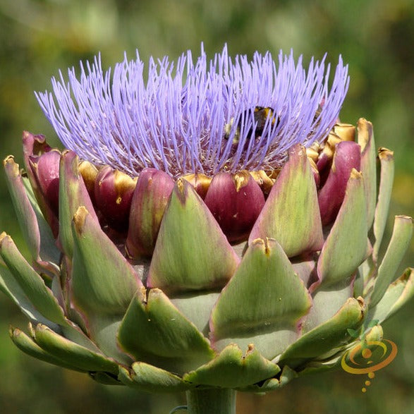 Cardoon (Purple Artichoke Thistle) - SeedsNow.com