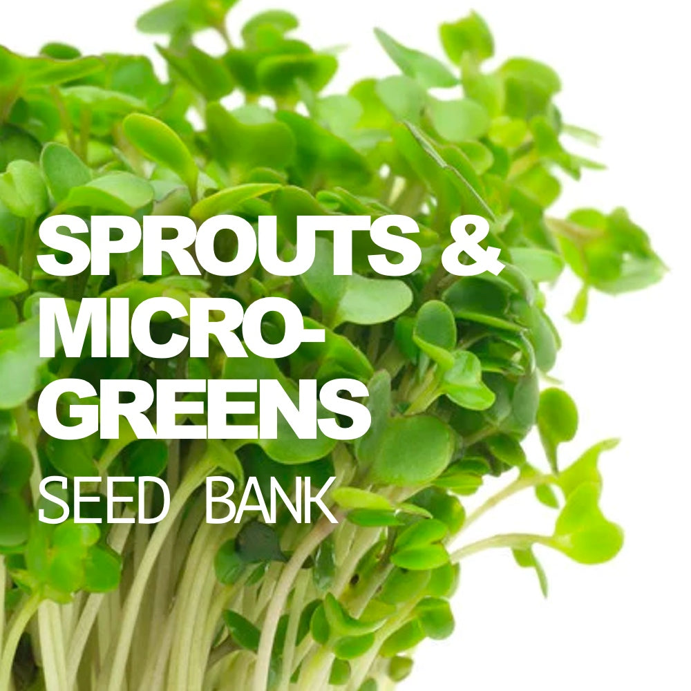 All-in-one sprouts seed bank with six popular sprouting seed varieties and large glass mason jar for easy microgreens growth