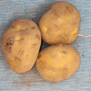 Potato (Late-Season) - Yellow Finn (Organic rounds)