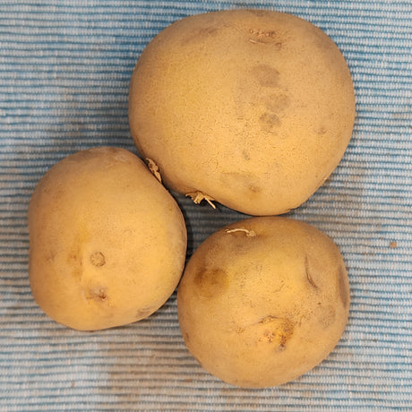 Organic Yukon Gold potato seed tubers, showcasing round, golden-yellow potatoes ideal for mid-season planting.