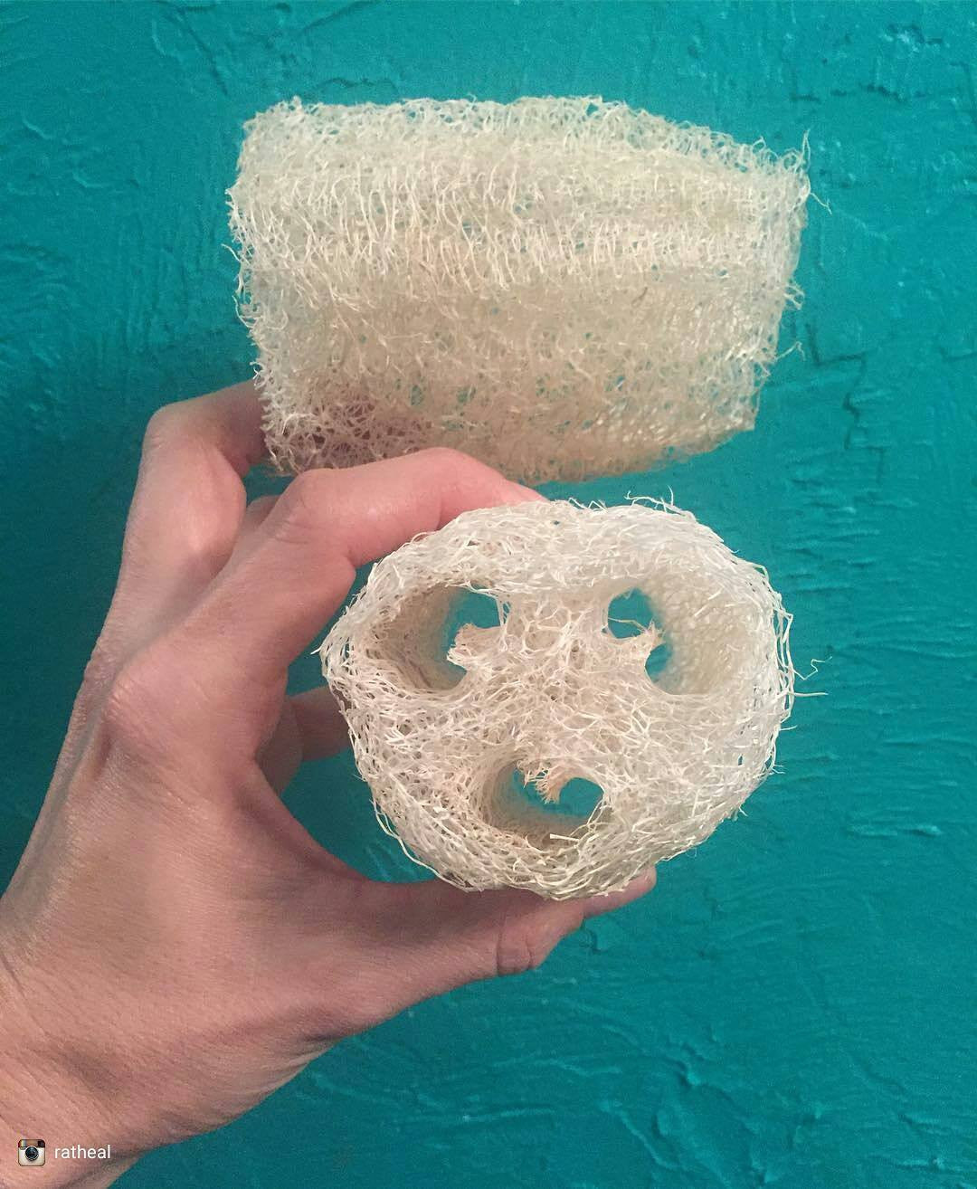 Gourd - Luffa - SeedsNow.com