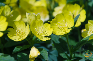 Wildflowers - Fragrant Flower Scatter Garden Seed Mix - SeedsNow.com