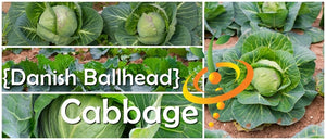 Cabbage - Danish Ballhead.