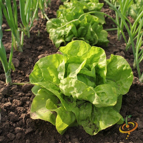 Fresh green lettuce leaves from SeedsNow All Year Round lettuce seeds, showcasing healthy, crisp lettuce for planting.