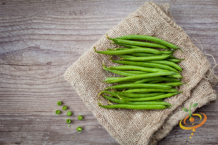 Bean (Bush) - Harvester.