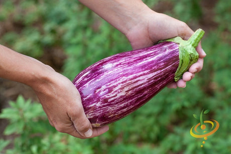 Eggplant (Aubergine) Pandora Striped seeds in a small packet, ready for planting, with vibrant striped patterns on the seed packet.