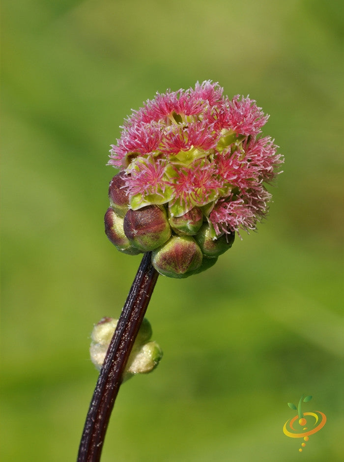 Salad Burnet.