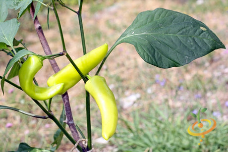 Hungarian Hot Wax hot pepper seeds from SeedsNow, showing vibrant red peppers and lush green plants in a garden setting.