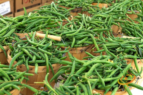 Tendergreen bush bean seeds from SeedsNow, showing fresh green bean pods and plants ready for planting.
