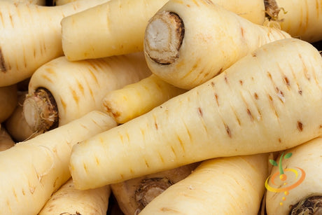 Fresh Harris Model parsnips from SeedsNow, showing elongated white root vegetables with leafy tops on a garden bed.