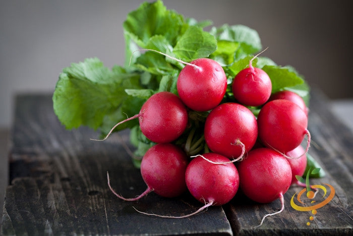 Radish - Champion.