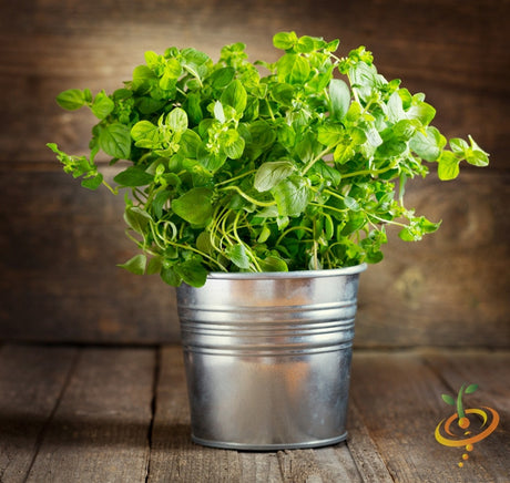 Fresh Italian oregano seeds from SeedsNow, showcasing small green seed packets with oregano herb illustrations.