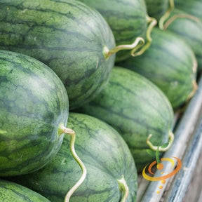 Fresh watermelon from Tom Watson Seeds, showcasing ripe green rind and juicy red interior with black seeds.