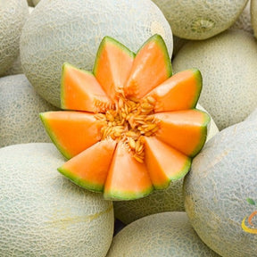 Close-up of ripe cantaloupe melon on a vine, showing the textured orange flesh and green rind, from SeedsNow Planters Jumbo seeds.