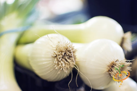 Spanish sweet white onion seeds from SeedsNow, shown in a close-up image, ideal for planting and growing long-day onions.