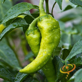 Close-up of hot Big Jim pepper seeds from SeedsNow, showing small, vibrant red pepper seeds with a glossy surface.