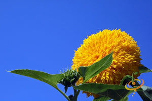 Sunflower - Sungold, Tall.