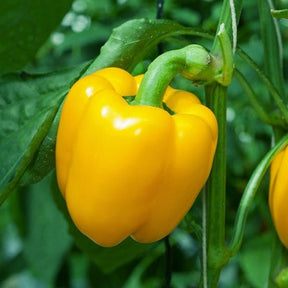 Sunbright Yellow sweet pepper seeds from SeedsNow, close-up of vibrant yellow pepper seeds on white background.