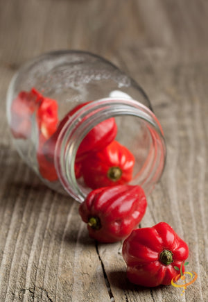 Pepper - Habanero Red Caribbean.