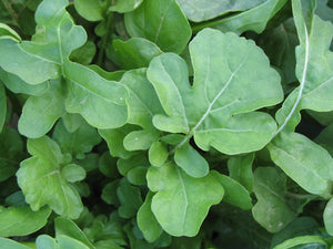 Arugula - Roquette.