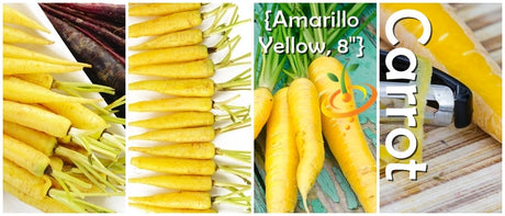 Yellow carrot SeedsNow seed packet showing vibrant 8-inch yellow carrot seeds for planting and gardening.