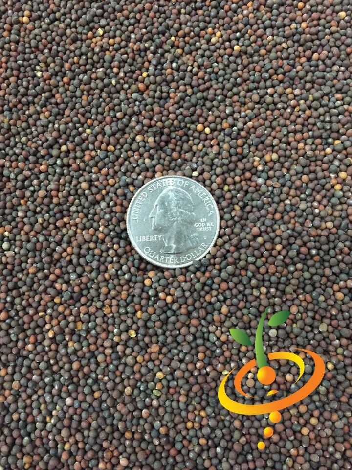 Cabbage - Copenhagen.