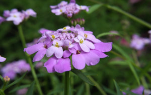 Flowers - Candytuft, Fairy Dwarf Mix - SeedsNow.com