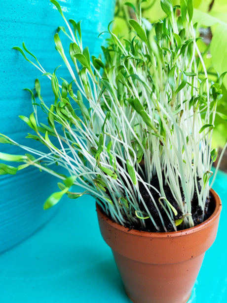 Fresh cilantro microgreens sprouting from SeedsNow, showcasing vibrant green cilantro/coriander microgreens on a neutral background.