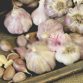 Fresh Spanish Roja hard neck garlic bulb from SeedsNow-Garlic, showing multiple white cloves with papery skin.