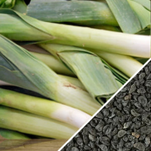 Giant Musselburgh leek seeds from SeedsNow, showing fresh, green leek bulbs and leafy tops ready for planting.