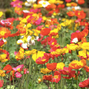 Partial shade wildflower scatter garden seed mix from SeedsNow, featuring colorful wildflowers ideal for shaded garden areas.